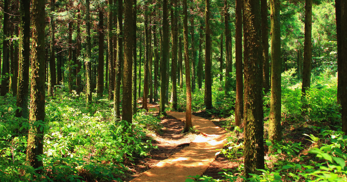 Geld in Wald investieren